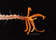 Acrocirridae