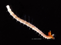 Acrocirridae