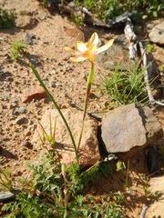 Moraea karroica