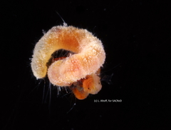 Acrocirridae