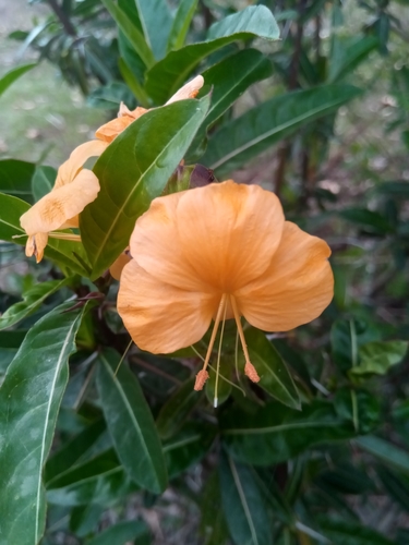 Hop-headed Barleria