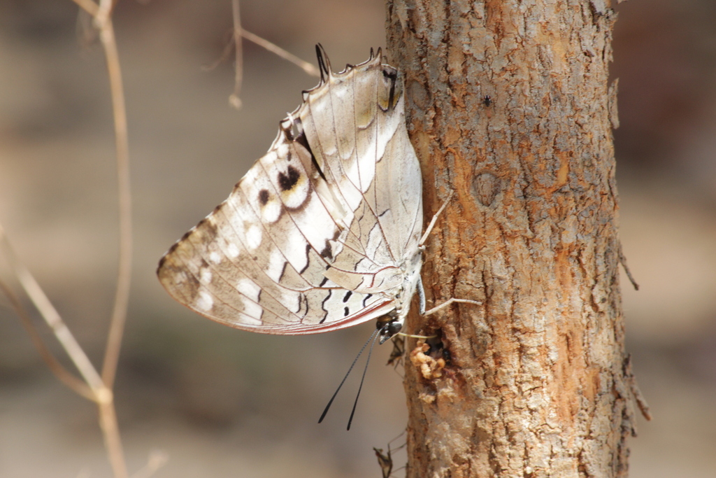Amelia’s Blue-spotted Charaxes