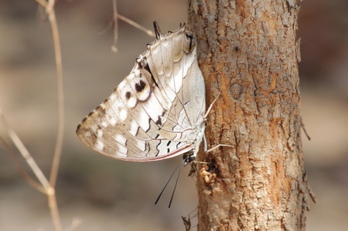 Amelia’s Blue-spotted Charaxes