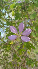 Bauhinia grandidieri