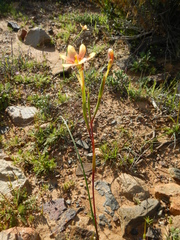 Moraea karroica