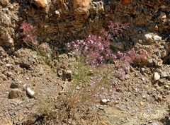 Limonium insigne