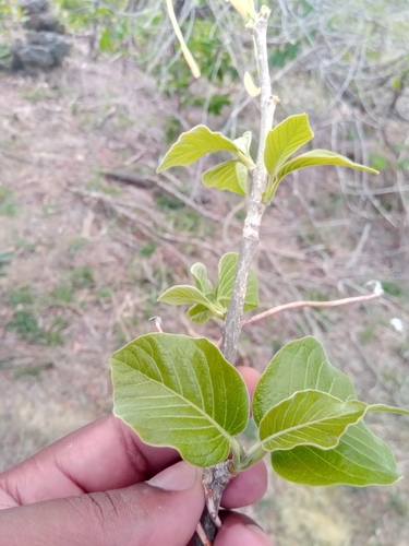 Turraea sericea image