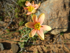 Moraea karroica
