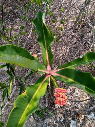 Euphorbia viguieri image