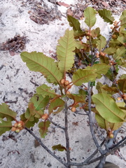 Capurodendron perrieri