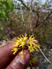 Cynanchum implicatum