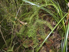 Gleichenia dicarpa