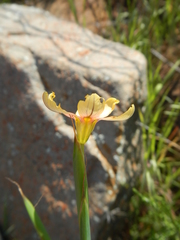 Moraea karroica