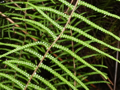 Gleichenia dicarpa