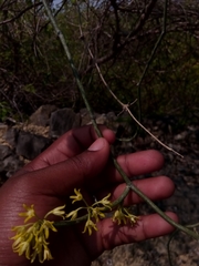 Cynanchum implicatum