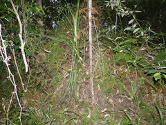 Gleichenia dicarpa