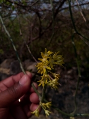 Cynanchum implicatum