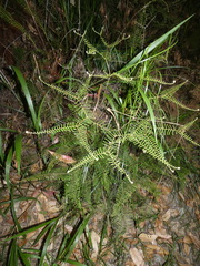 Gleichenia dicarpa