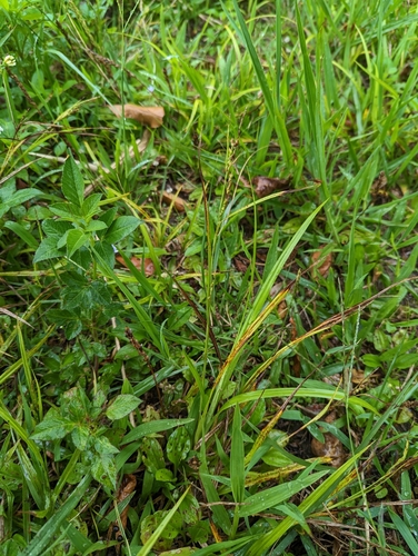 Carex ischnostachya iNat (2)