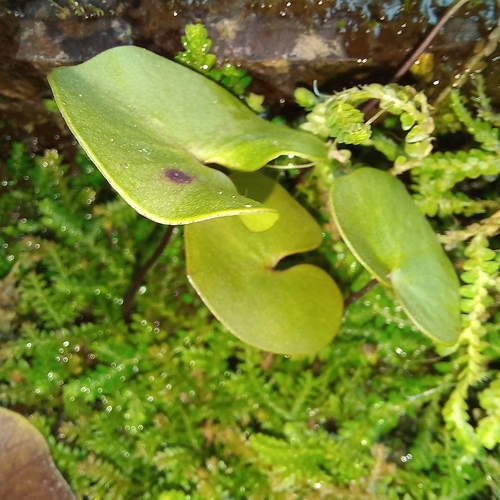 Image of Utricularia reniformis by (c) Patrícia Mees, some rights reserved (CC BY)