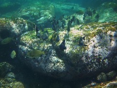 Girella elevata