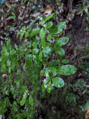 Hydrangea liukiuensis iNat (1)