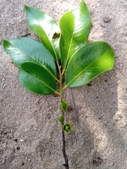 Diospyros tropophylla image