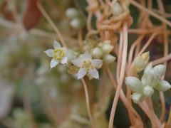 Cuscuta subinclusa
