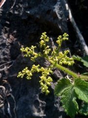 Cyphostemma glandulosopilosum image