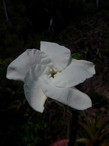 Pachypodium decaryi