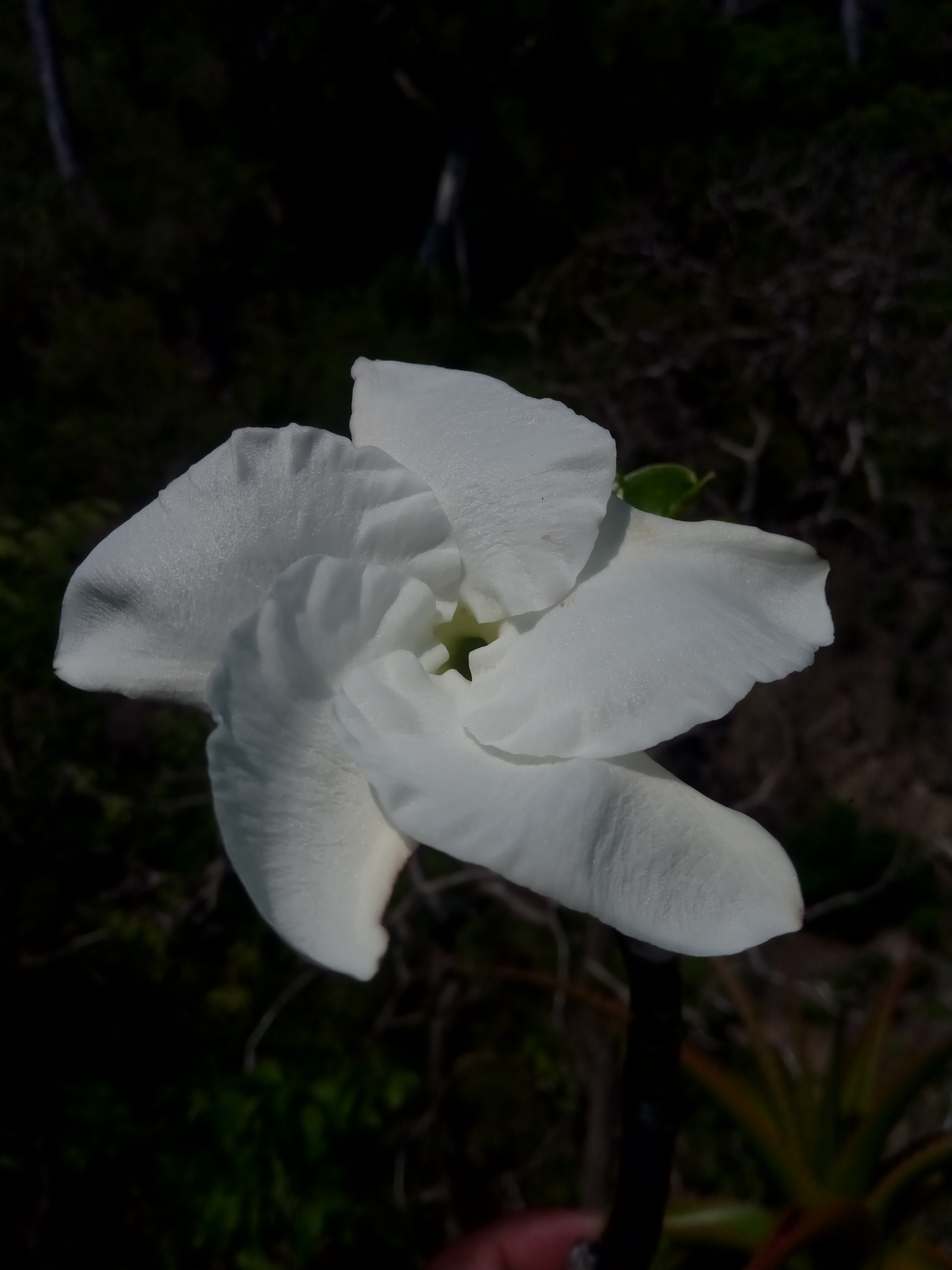 Pachypodium decaryi