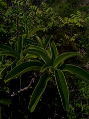 Pachypodium decaryi image