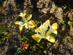 Moraea macronyx
