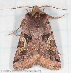 Cerastis enigmatica