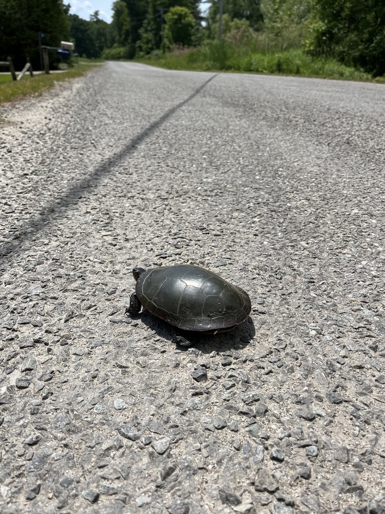 Midland Painted Turtle in June 2023 by Matt Lecompte · iNaturalist