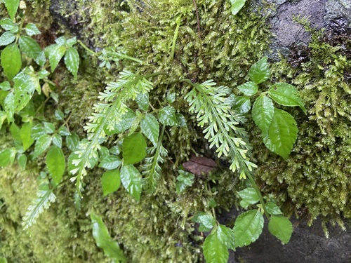 Asplenium prolongatum iNat (3)