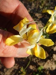 Moraea macronyx