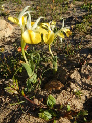 Moraea macronyx