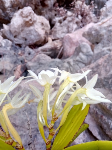 Angraecum leonis image