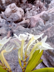 Angraecum leonis