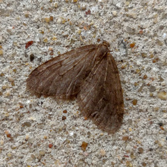 Operophtera brumata