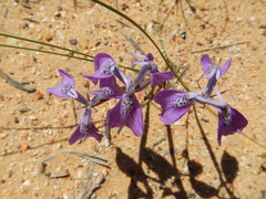 Moraea cuspidata