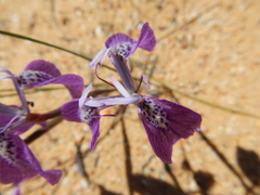 Moraea cuspidata