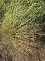 Austrostipa stipoides