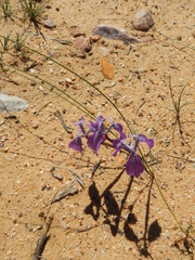 Moraea cuspidata