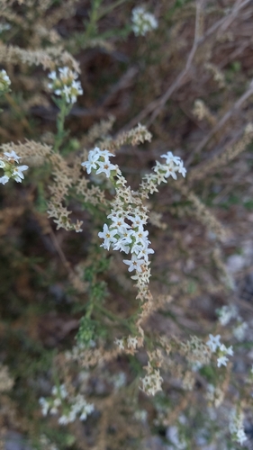Heliotropium chenopodiaceum (Heliotropium chenopodiaceum)