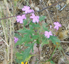 Glandularia gooddingii