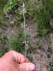 Aspidoglossum woodii