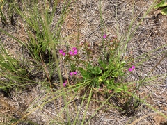 Polygala ohlendorfiana