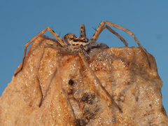 Palystella